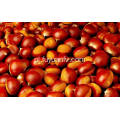 Professional Exporting New Season 70-90 Size Fresh Chestnut